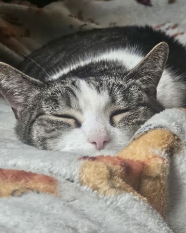Cute brown tabby named Miss Bit