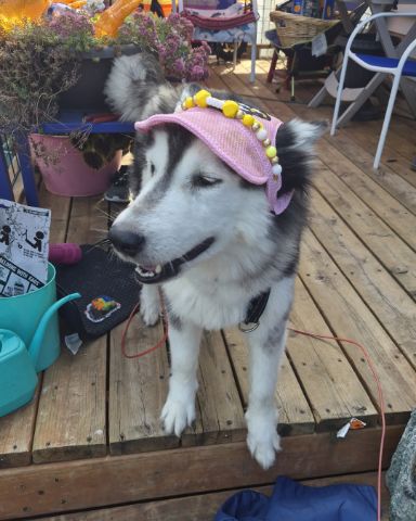Cute Husky/wolf named Tasha
