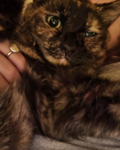 Cute cat named Celestine