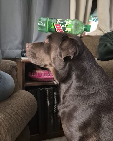 Cute chocolate lab named Roscoe