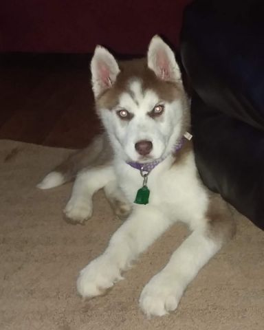 Cute Siberian Husky named Hela Bella