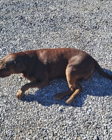 Cute chocolate lab named Roscoe