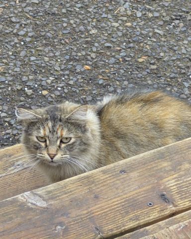 Cute tortoise shell named Mama/Lady cleo