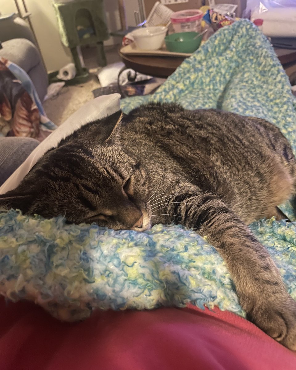Cute cat named ReyRey