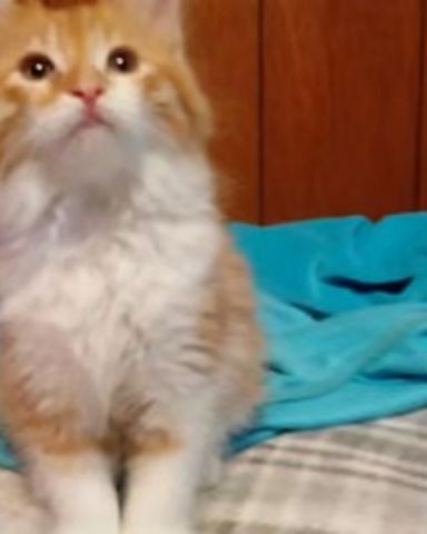 Cute cat named Lucky