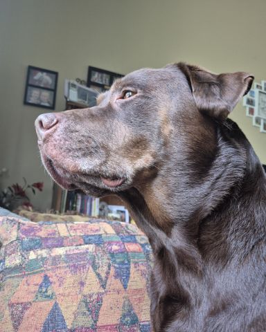 Cute chocolate lab named Roscoe