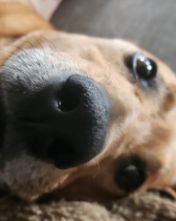 Cute RhodesIan ridgeback named Stitch