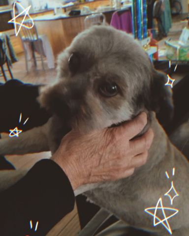 Cute pomeranian shih tzu named Coco