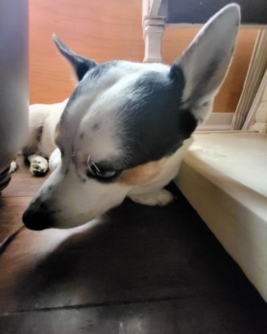 Cute 1/4 Chihuahua 3/4 Queensland healer named Billy
