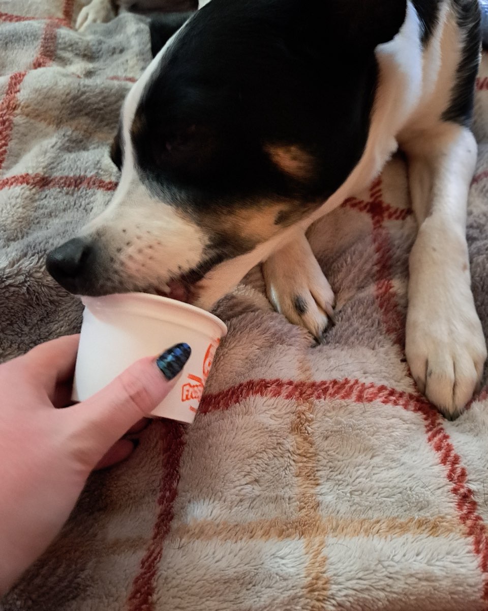 Cute dog named Midi