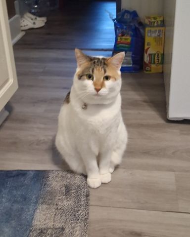 Cute Calico maincoon named Callie