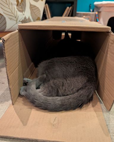Cute cat named Theseus