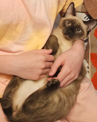 Cute Siamese named stub tail Stella🙃😎 (twin of Luna)