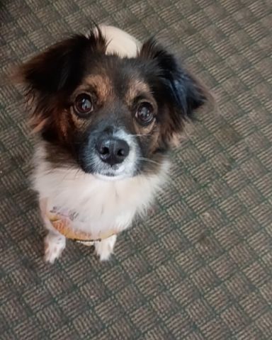 Cute mutt named Lucy