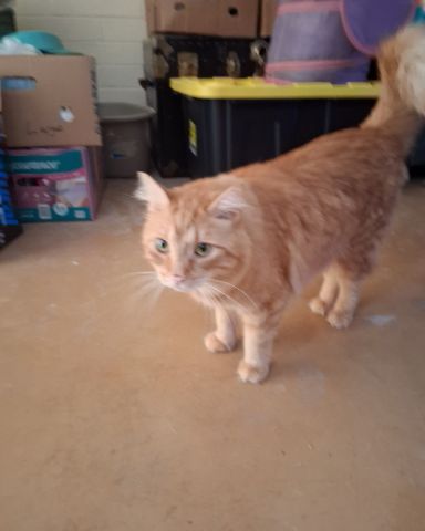 Cute cat named Simon