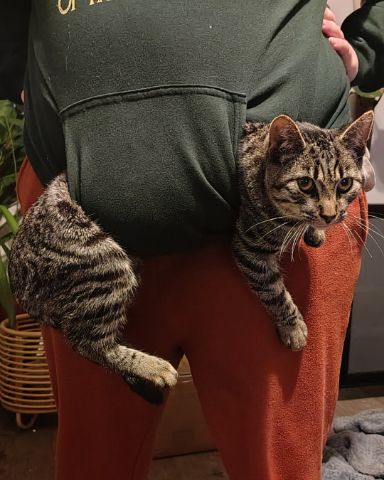 Cute cat named Zeus