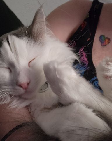 Cute Maine Coon/Ragdoll named Twinkie