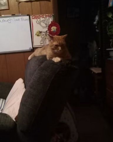 Cute tabby named Tiger