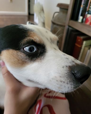 Cute 1/4 Chihuahua 3/4 Queensland healer named Billy