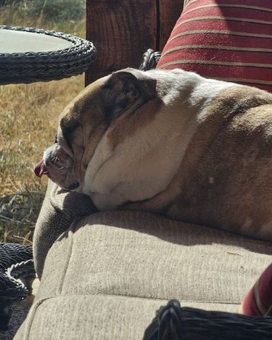 Cute English Bulldog named Ada Mae