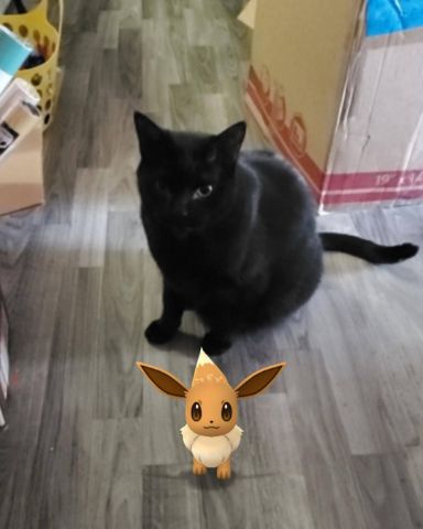 Cute cat named Whiskey