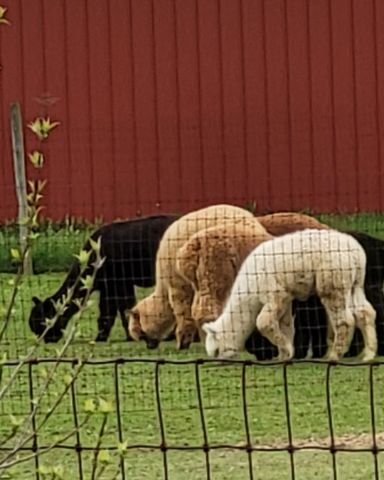 Cute other named Random Floofs