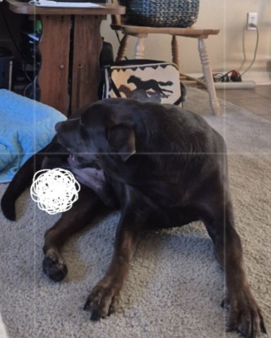 Cute chocolate lab named Roscoe
