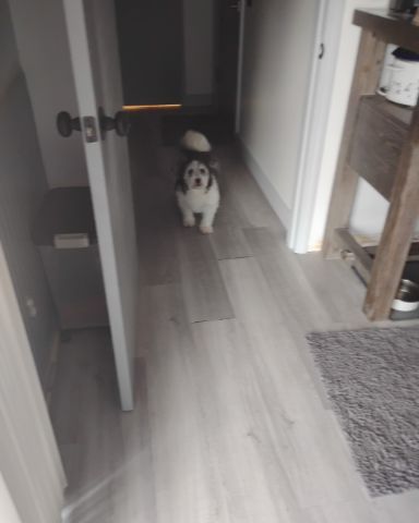 Cute dog named Mardy