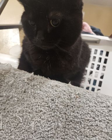 Cute black cat named Wander