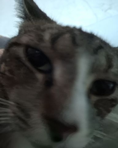 Cute cat named zenth
