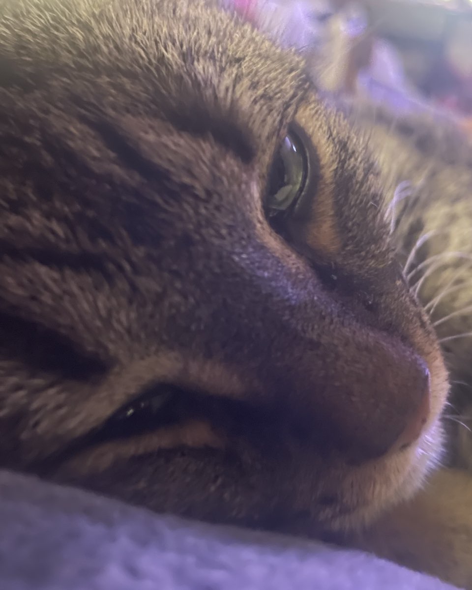 Cute cat named ReyRey