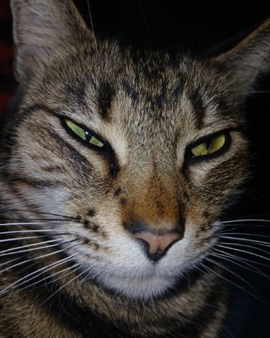 Cute mouse chaser named Cuddles