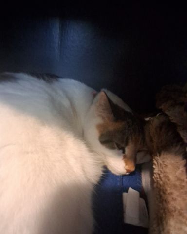 Cute Calico maincoon named Callie
