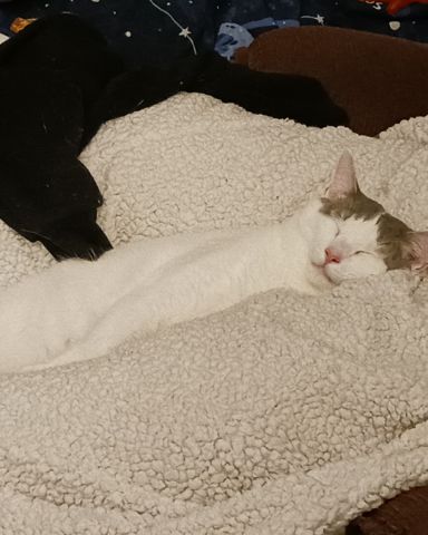 Cute Unsure named Little Dude