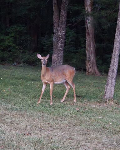 Cute deer named deer