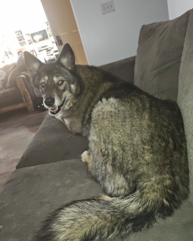 Cute Husky mix German shepherd named Honey