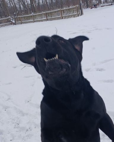 Cute lab named gunner