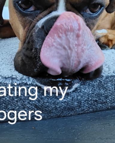 Cute Boxer named Niya