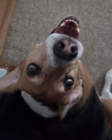 Cute dog named vee