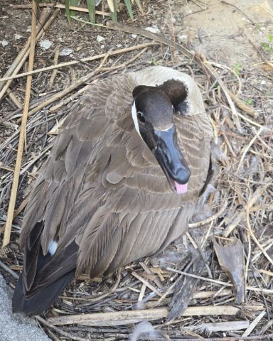 Cute Canada Goose named Mysterious Goose