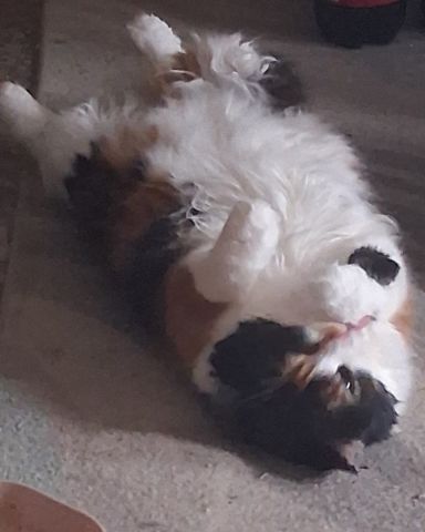 Cute calico named Nini