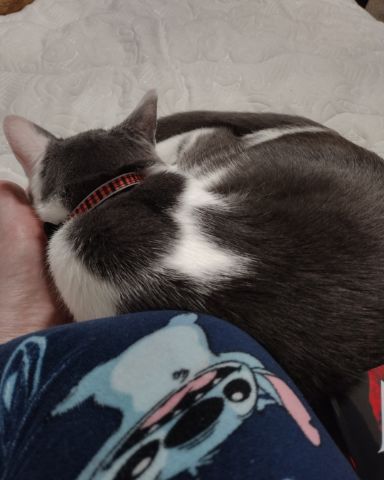 Cute American Shorthair named Cloudfur