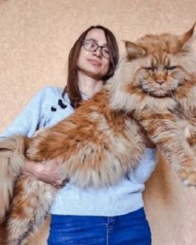 Cute cat named Shelter cats