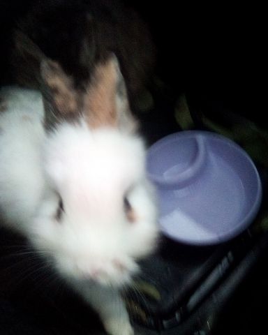 Cute rabbit named stormy and Lola bunny