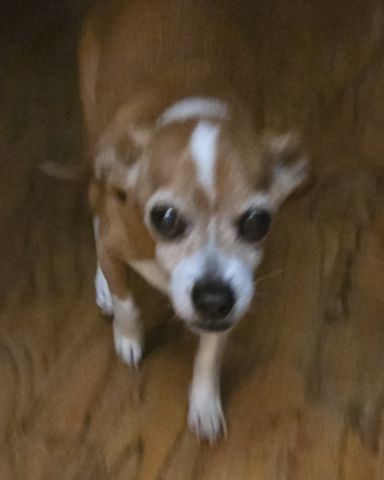 Cute beagle chihuahua named oakley