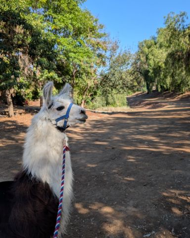 Cute Llama named Stanley