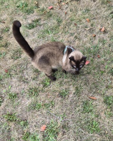 Cute siamese named blue
