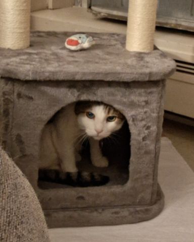 Cute cat named Babie Girl