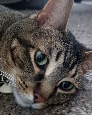 Cute Tabby named Scylla