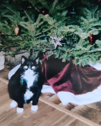 Cute Tuxedo named Bandit